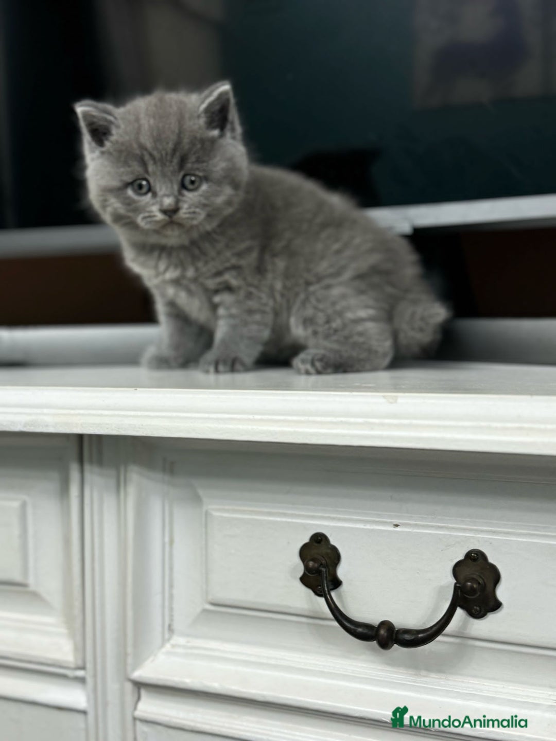 Británico de Pelo Corto Azul gatos en venta: British shorthair  - Imagen 4