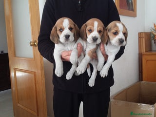 Beagle perros Beagle - Anuncio 1