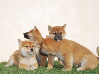 Shiba Inu perros en Madrid - Anuncio 15