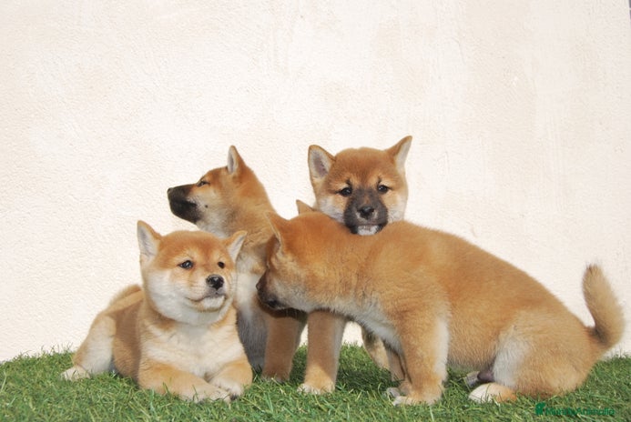 Shiba Inu perros en Madrid - Anuncio 15
