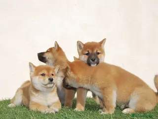 Shiba Inu perros Cachorros de Shiba inu nacionales en Madrid - Anuncio 11