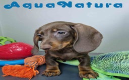 Teckel Miniatura perros en venta: Teckel Macho DCD 1574 AQUANATURA - Imagen 6