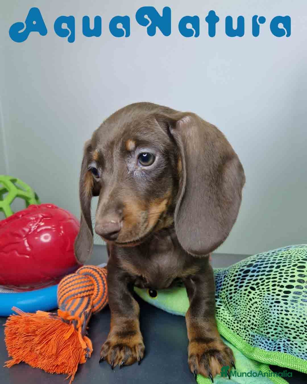 Teckel Miniatura perros en venta: Teckel Macho DCD 1574 AQUANATURA - Imagen 6
