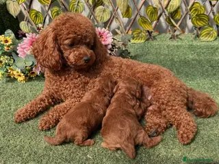 Caniche Toy perros Caniche toy - Anuncio 1