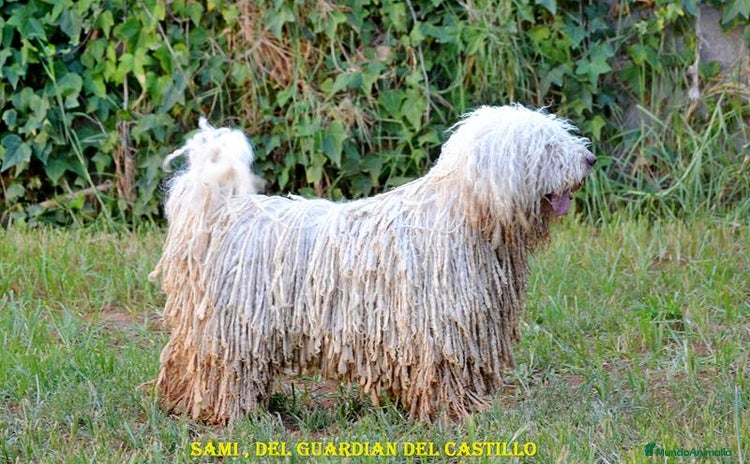 Perro de Agua Español perros - Anuncio 1