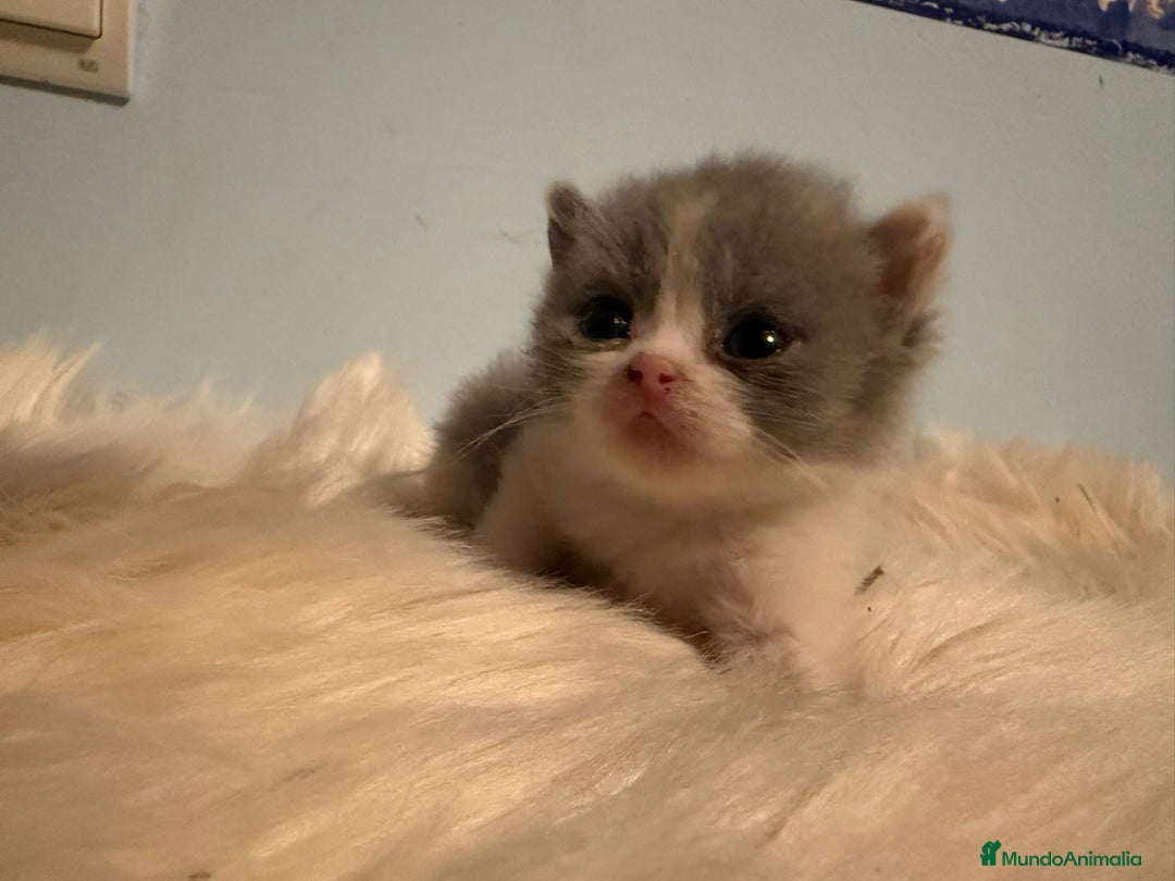 Británico de Pelo Corto gatos en venta: Hembra British bicolor - Imagen 3