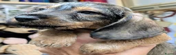 Teckel perros en venta: Camada de Teckel Pelo Duro - Anuncio 4