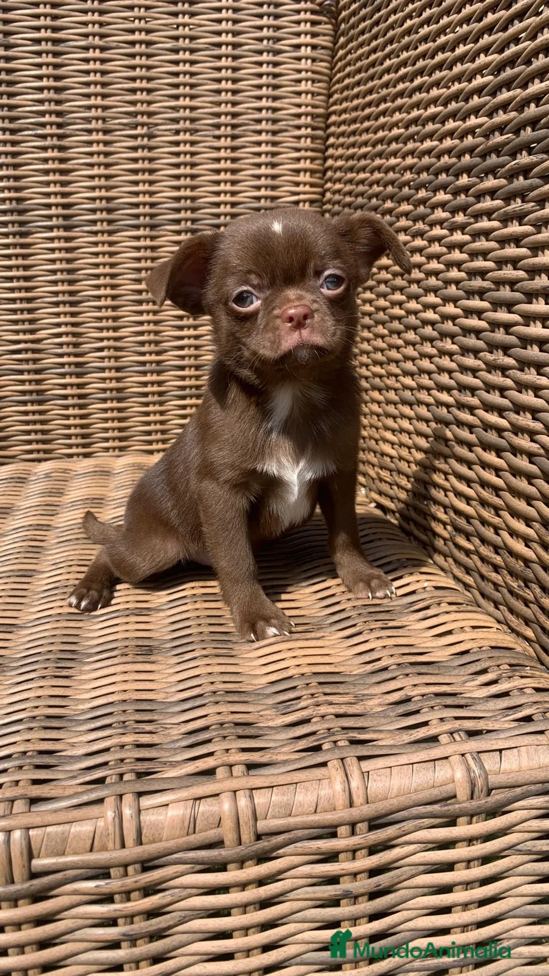 Chihuahua perros en venta: Chihuahuas  en Illes Balears - Anuncio 4