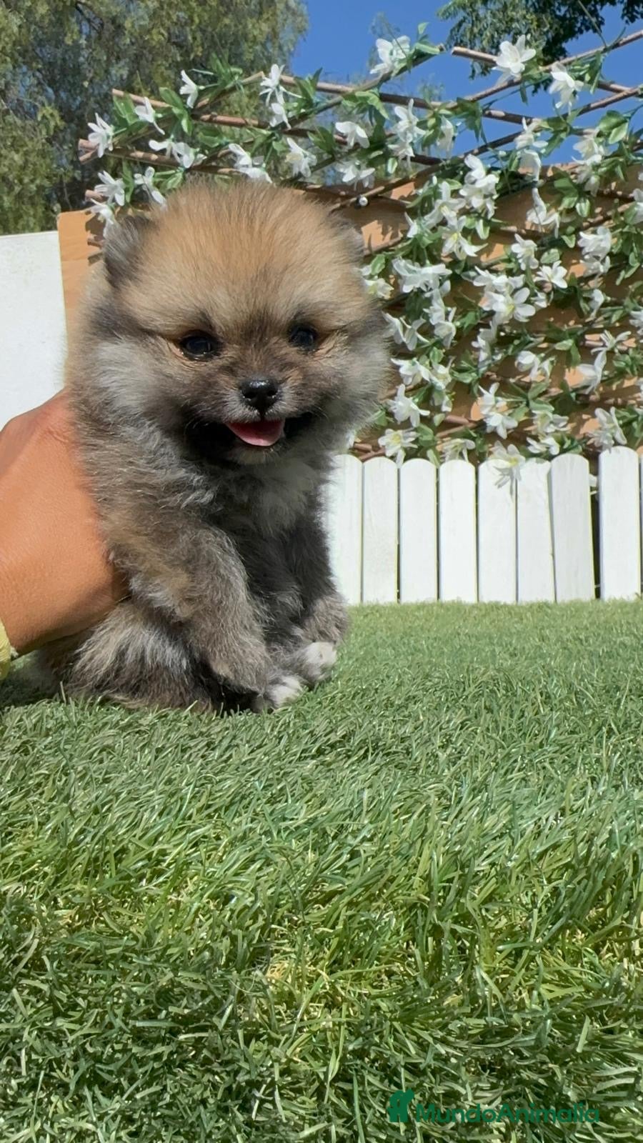 Pomerania perros POMERANIA. HEMBRAS - Anuncio 7