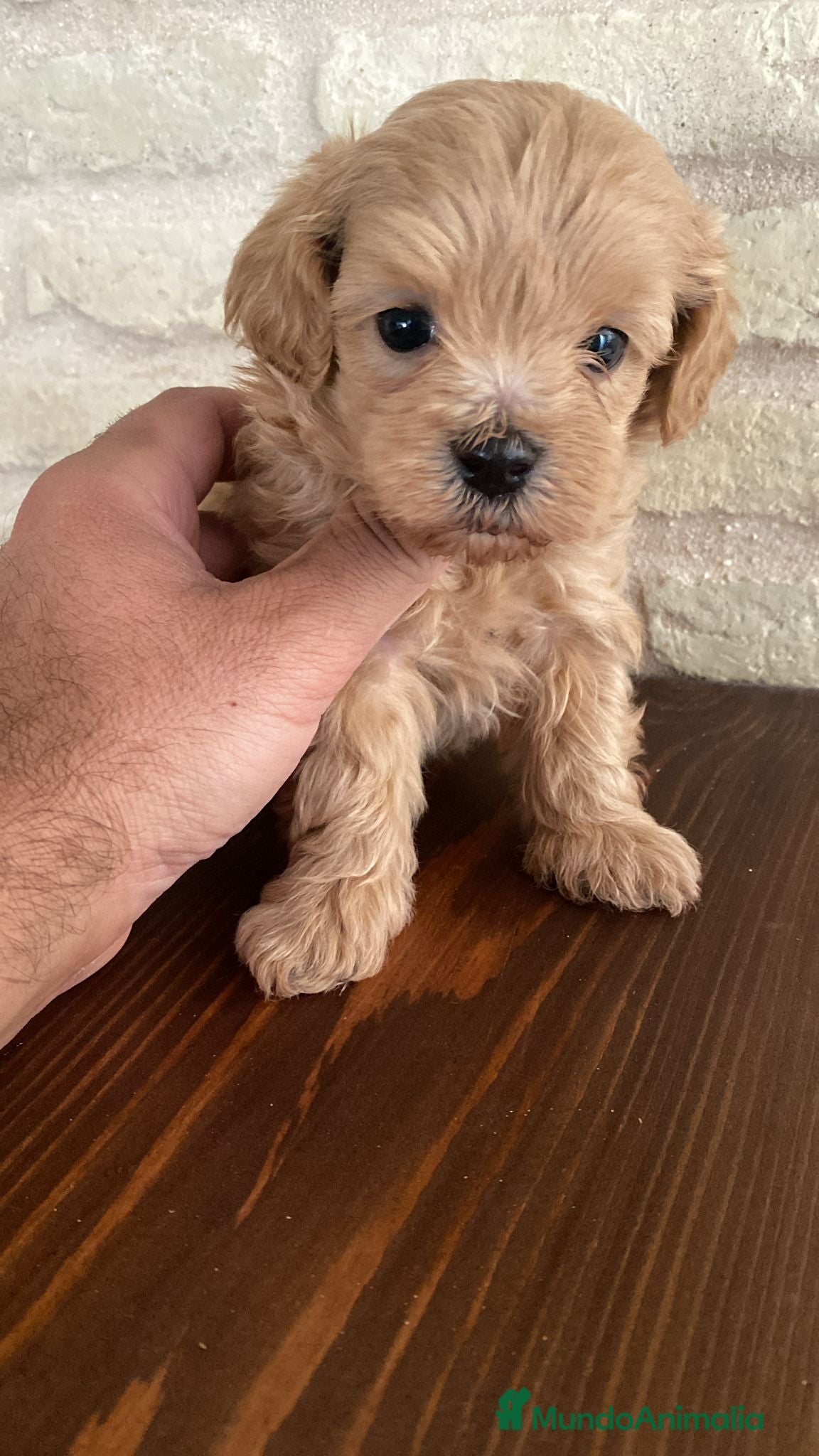 Maltipoo perros Maltipoo mini apricot intenso  - Anuncio 1