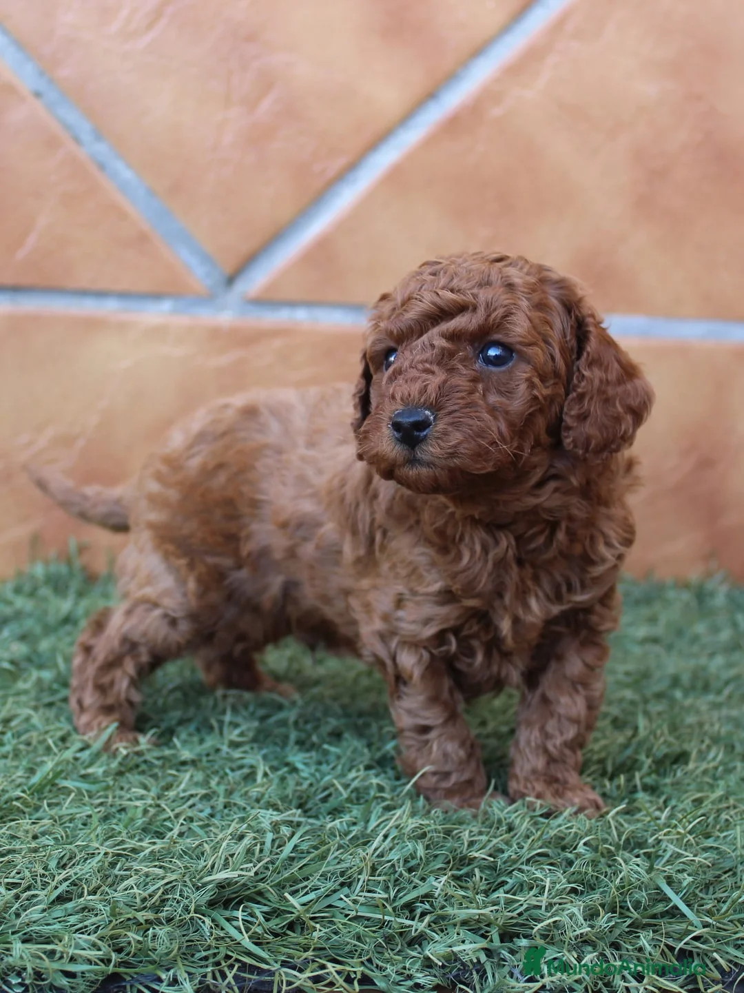 Caniche Toy perros en venta: CANICHE ASIATICO TOY ROJO - Anuncio 1