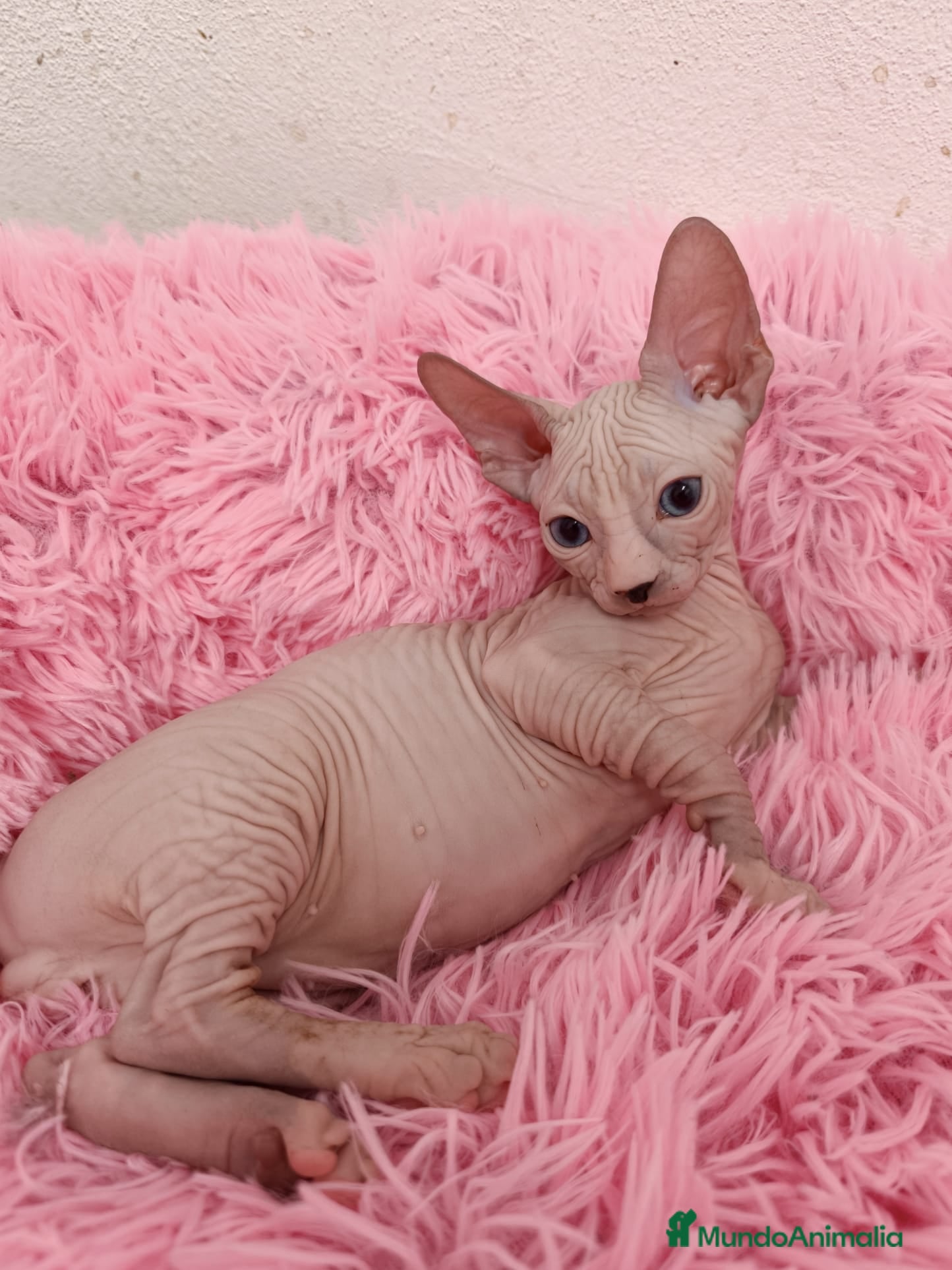 Sphynx gatos Precioso machito bicolor  - Anuncio 18