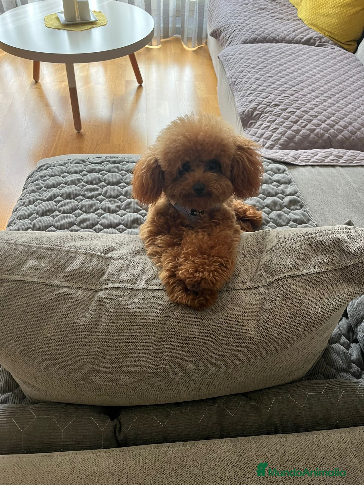 Caniche Enano perros CANICHES - Anuncio 1