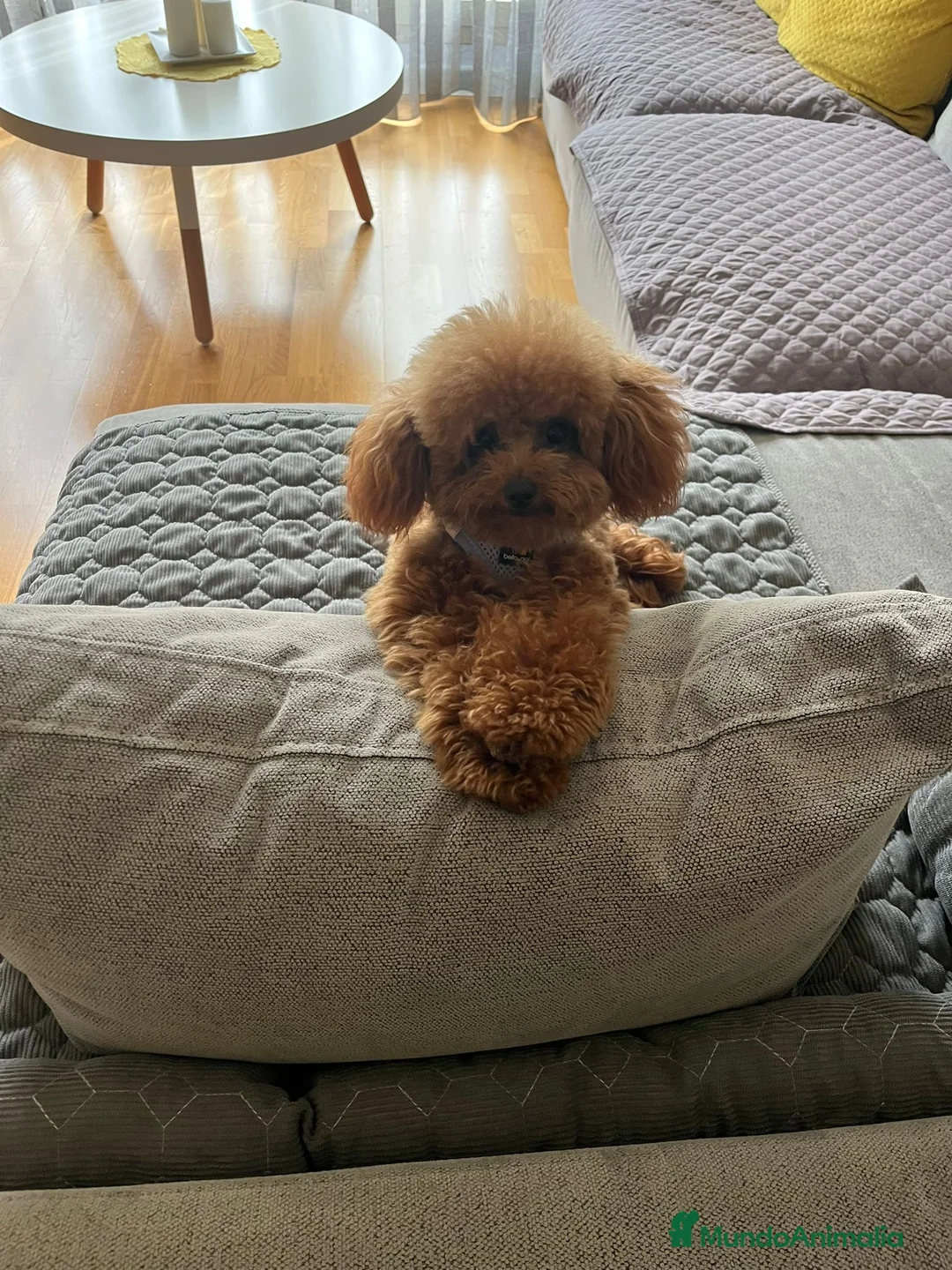 Caniche Enano perros en venta: CANICHES - Anuncio 1