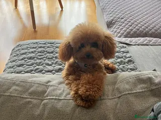 Caniche Enano perros CANICHES - Anuncio 1