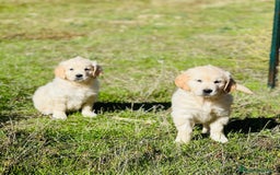 Golden Retriever perros en venta: Golden Retriever  - Imagen 2