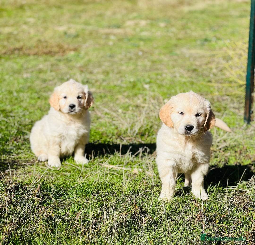 Golden Retriever perros en venta: Golden Retriever  - Imagen 2