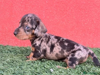 Teckel Miniatura perros - Anuncio 32