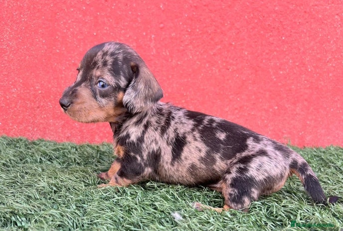 Teckel Miniatura perros - Anuncio 5