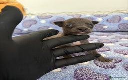 Raza Mixta perros en venta: CHIWHIP - Imagen 20