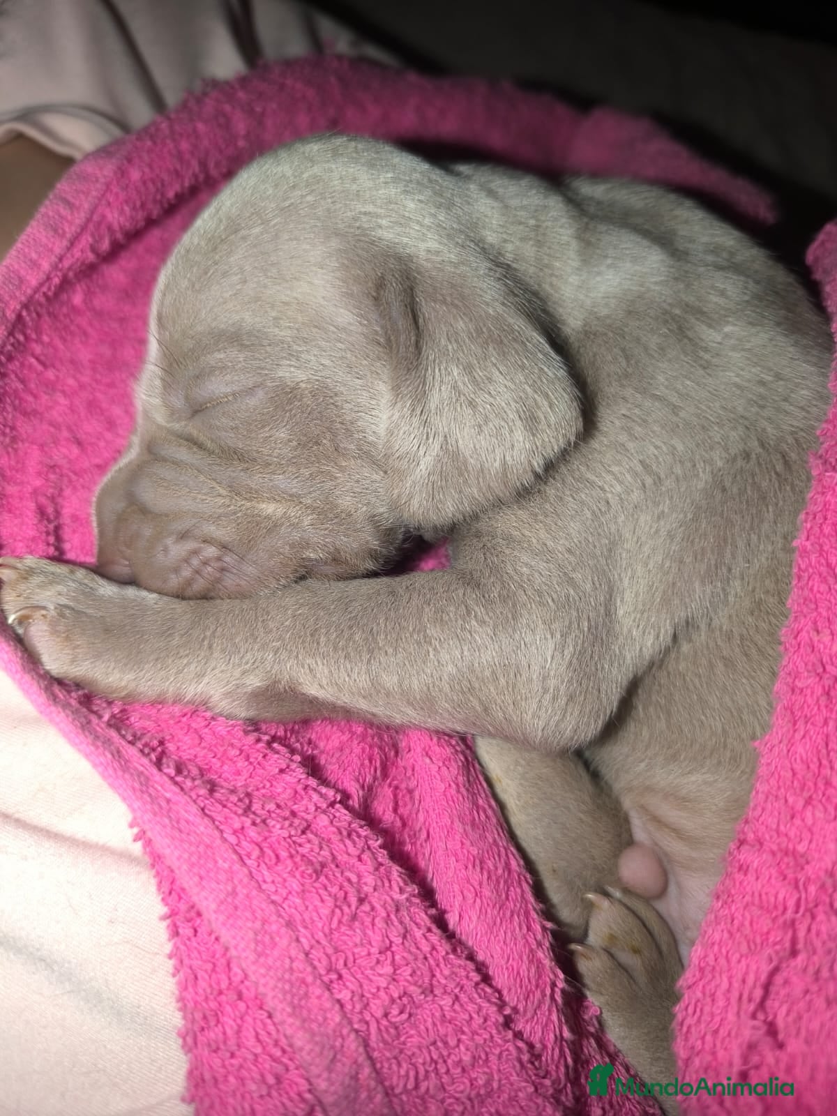 Weimaraner perros Precioso Macho braco de weimar - Anuncio 3