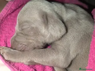 Weimaraner perros Precioso Macho braco de weimar - Anuncio 3