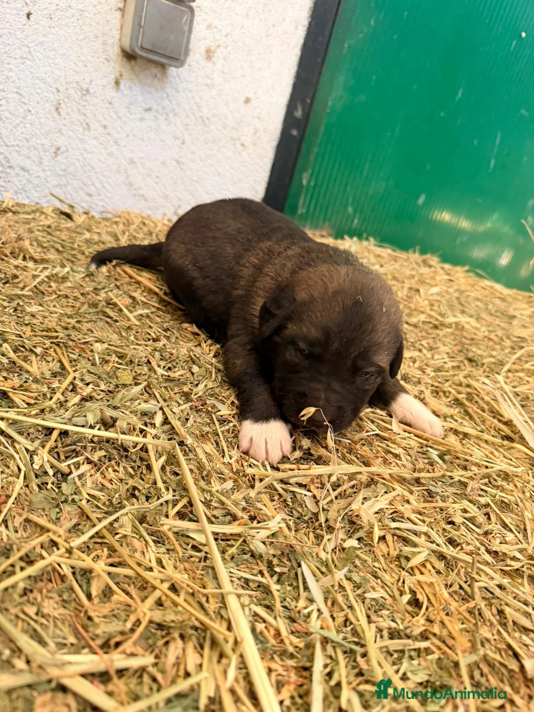 Raza Mixta perros en venta: Mestizo de mastín x Cáucaso  - Anuncio 20
