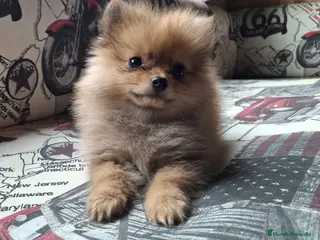Pomerania perros Cachorritos de Pomerania Rojo - Anuncio 1