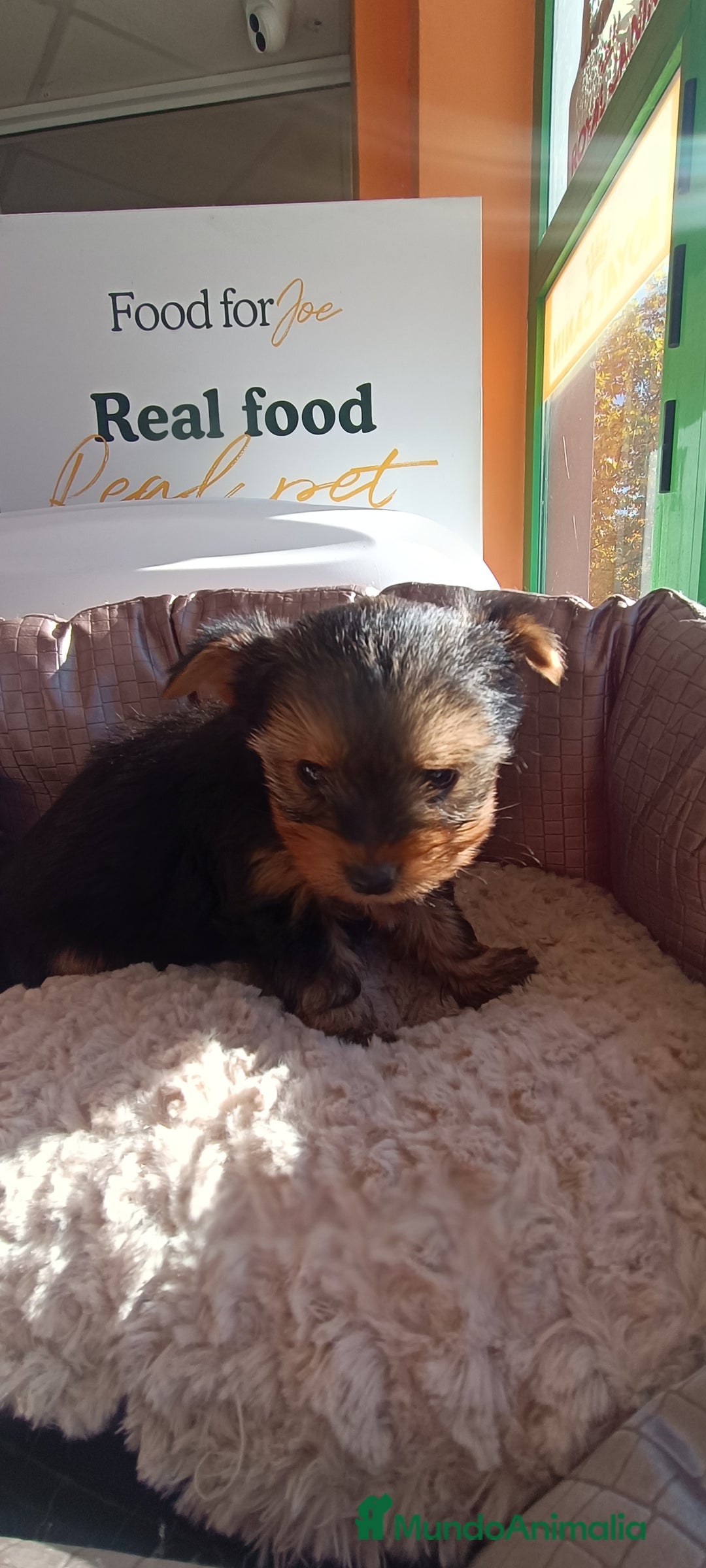 Yorkshire Terrier perros en venta: Cachorros de Yorkshire  - Anuncio 4