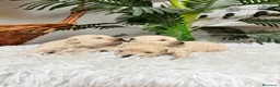 Maltipoo perros en venta: MALTIPOO HEMBRAS - Anuncio 16
