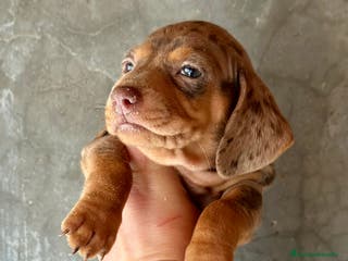 Teckel Miniatura perros TECKEL KANICHEN CHOCO MERLE en Barcelona - Anuncio 35