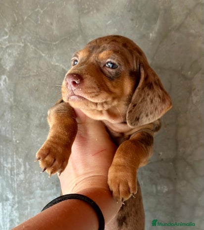 Teckel Miniatura perros TECKEL KANICHEN CHOCO MERLE en Barcelona - Anuncio 5