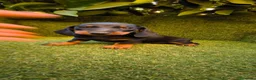 Teckel Miniatura perros en venta: teckel negro fuego miniatura  - Anuncio 17