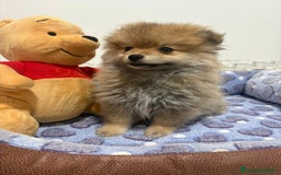 Pomerania perros en venta: Lulu pomerania  - Imagen 4