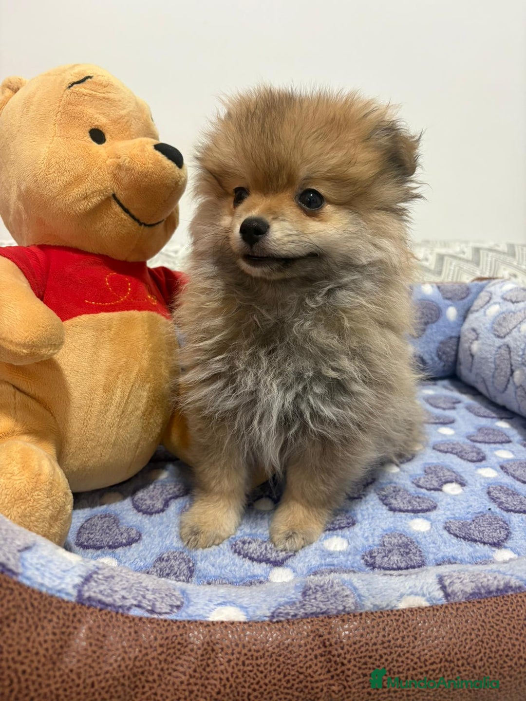 Pomerania perros en venta: Lulu pomerania  - Imagen 4
