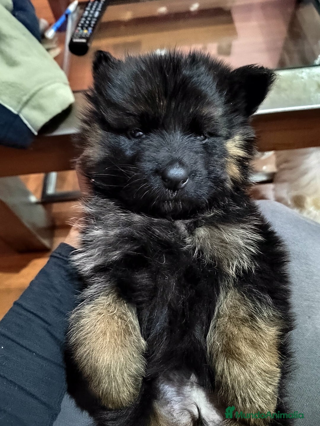 Pastor Alemán perros en venta: Nueva Camada de Pastor manto Negro - Anuncio 7