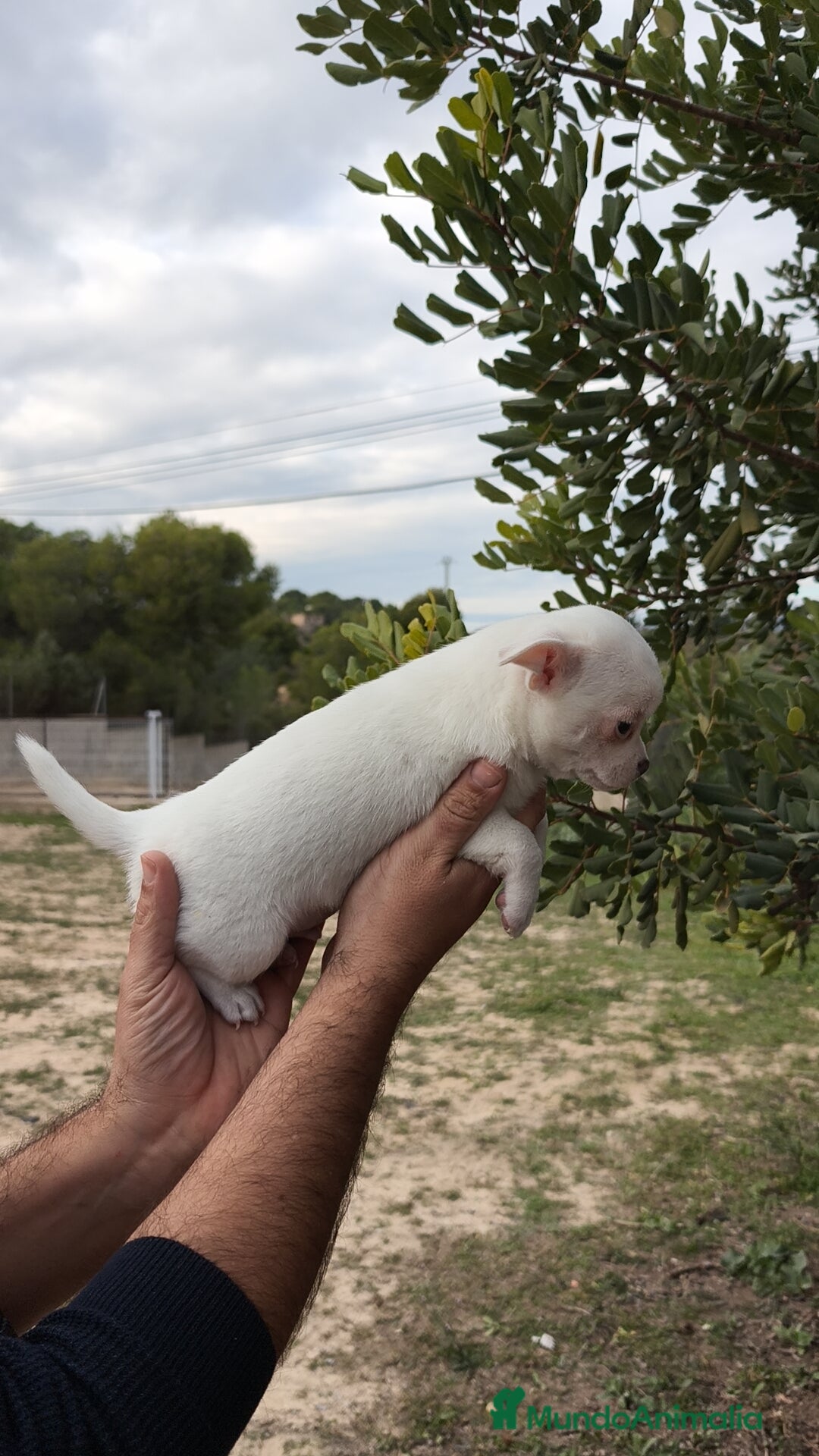 Chihuahua perros en venta: Chihuahua Blanco 🤍 Macho - Anuncio 7