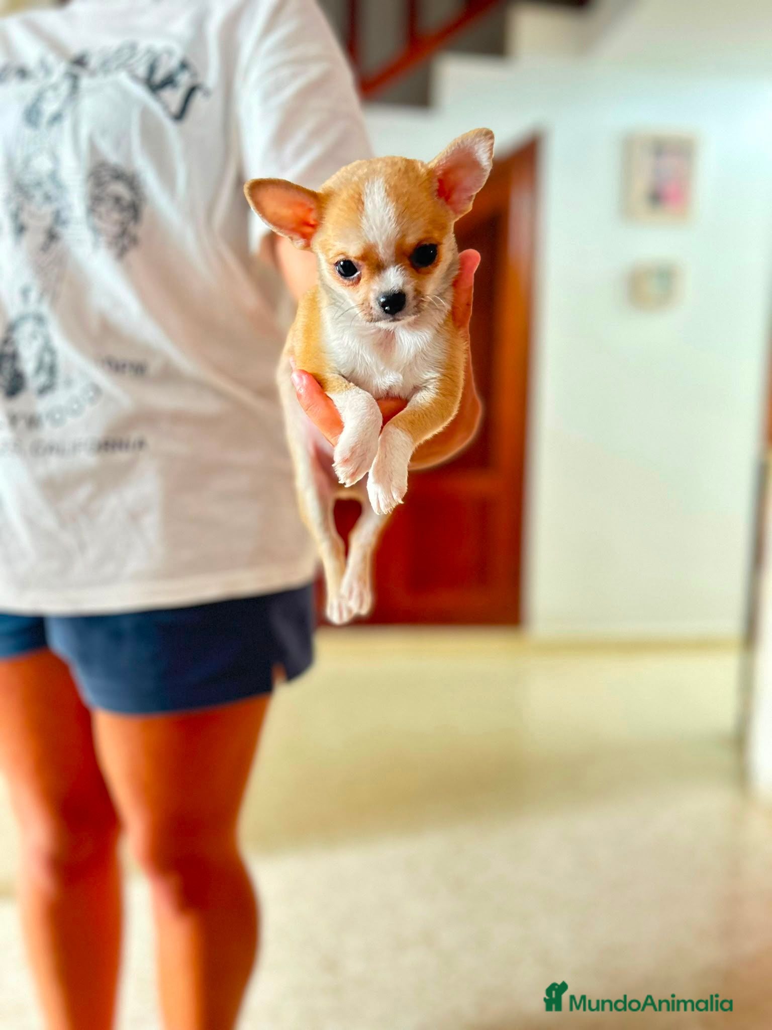 Chihuahua perros Chihuahua toy - Anuncio 1