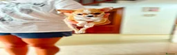 Chihuahua perros en venta: Chihuahua toy en Madrid - Anuncio 1