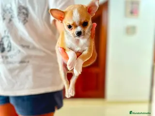 Chihuahua perros Chihuahua toy - Anuncio 2