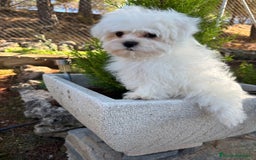 Bichón Maltés perros en venta: Bichon maltés toy garantizado!!! - Imagen 3
