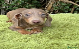 Teckel Miniatura perros en venta: Teckel mini lavanda  - Imagen 1