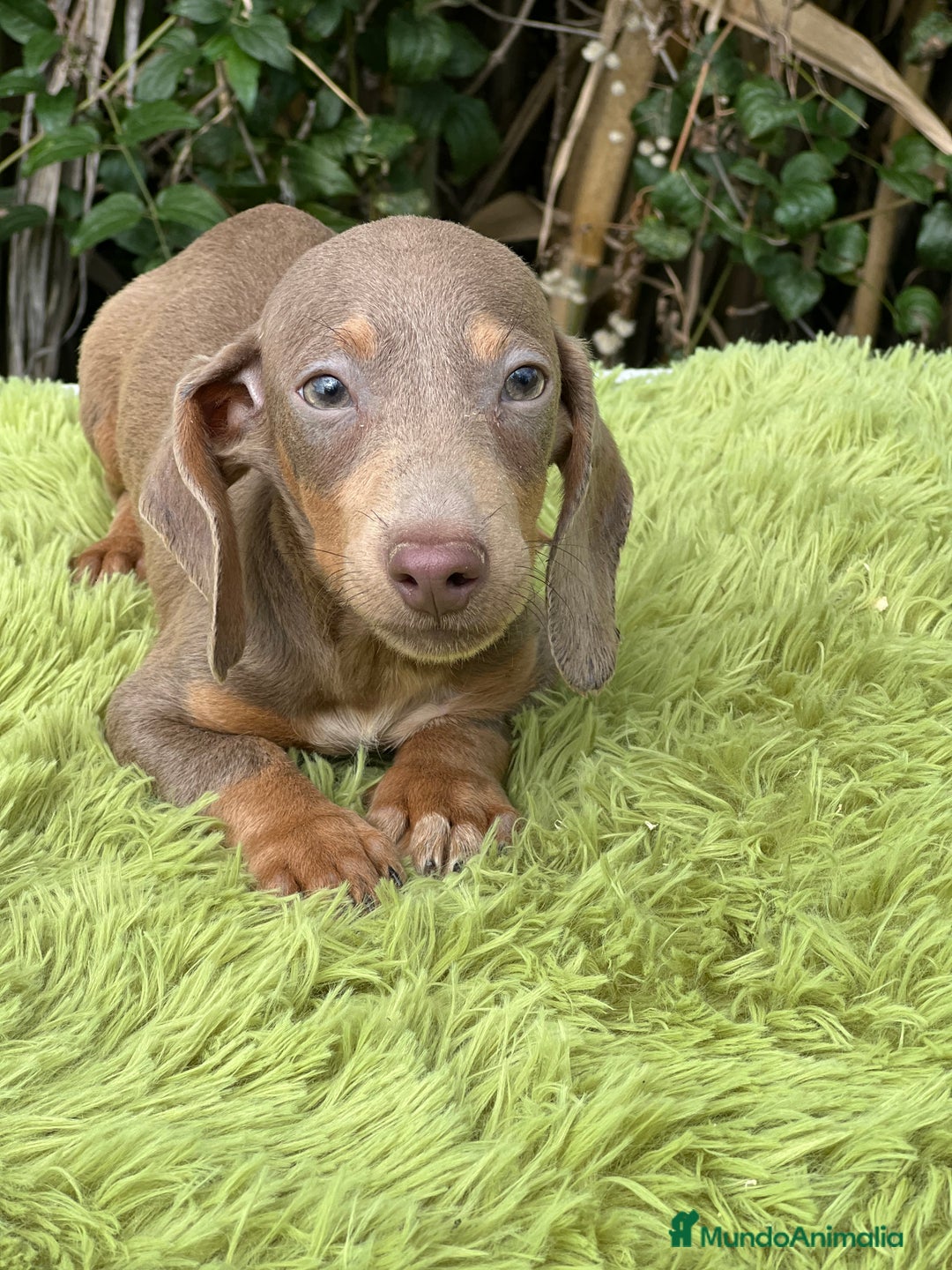 Teckel Miniatura perros en venta: Teckel mini lavanda  - Imagen 1