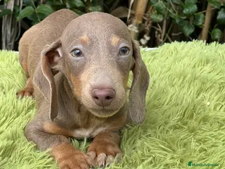 Teckel Miniatura perros Teckel mini lavanda - Anuncio 21