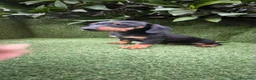 Teckel Miniatura perros en venta: teckel miniatura varios colores  - Anuncio 8