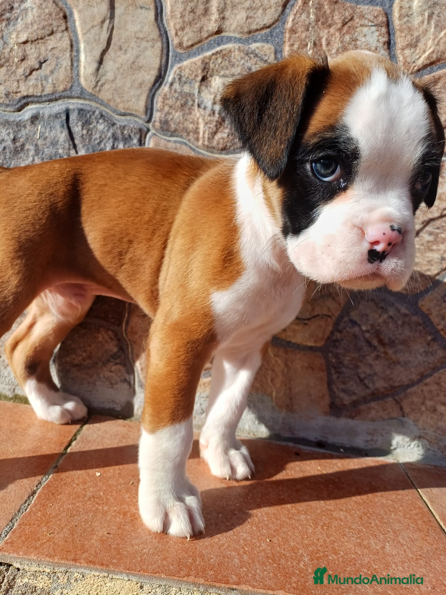 Boxer perros Bóxer disponible  - Anuncio 35