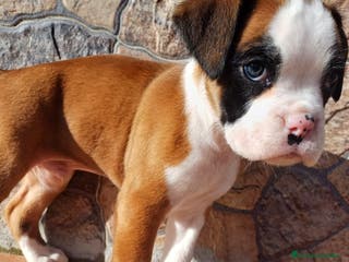 Boxer perros Bóxer disponible - Anuncio 2