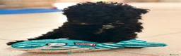Caniche Toy perros en venta: CANICHE TOY 50% LÍNEA COREANA - Anuncio 9