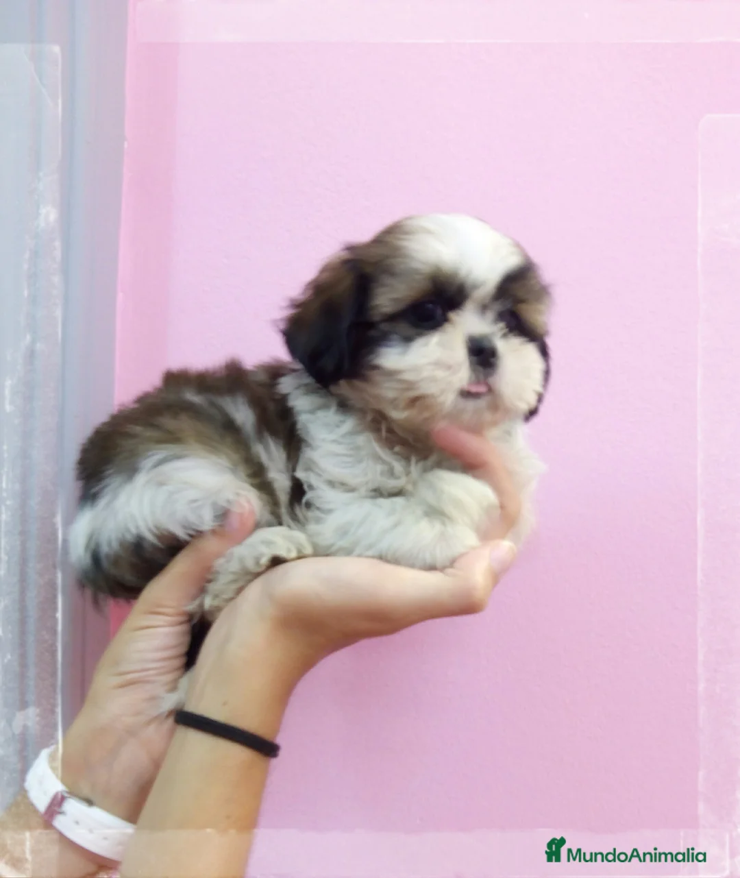 Shih Tzu perros en venta: Shihtzus preciosos en Barcelona - Anuncio 7