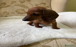 Teckel Miniatura perros en venta: Teckel kaninchen cachorro macho  - Imagen 9